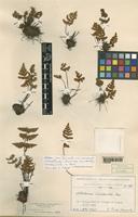 Type of Notholaena inaequalis Kunze [family ADIANTACEAE]