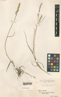 Type of Dactylis glomerata L. var. spicata Pamp. [family GRAMINEAE]
