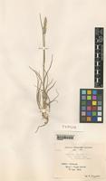Type of Dactylis glomerata L. f. intermdia Pamp. [family GRAMINEAE]