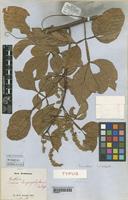 Type of Serjania lamprophylla Radlk. [family SAPINDACEAE]