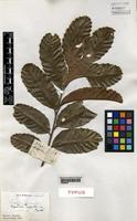 Type of Cupania rigida Radlk. [family SAPINDACEAE]