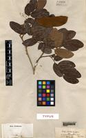 Type of Crudia pubescens Spruce [family LEGUMINOSAE]
