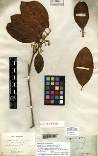Isolectotype of Citrosma decipiens Tul. [family MONIMIACEAE]