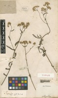 Type of Achillea rosea Desf. [family COMPOSITAE]