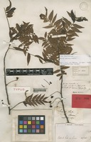 Holotype of Guioa venusta Radlk. [family SAPINDACEAE]