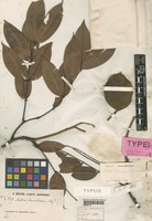 Type of Sindora beccariana Backer ex de Wit [family LEGUMINOSAE]