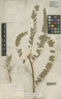 Astragalus alopecuroides L. f. gallicus Pampanini [family LEGUMINOSAE]