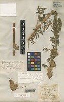 Syntype of Astragalus alopecuroides L. f. elongatus Pamp. [family LEGUMINOSAE]