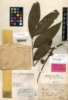 Holotype of Harpullia angustifolia Radlk. [family SAPINDACEAE]