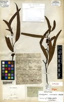 Holotype of Eucalyptus viminalis Labill. [family MYRTACEAE]