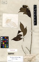 Isotype of Lacistema pubescens Mart. [family LACISTEMATACEAE]