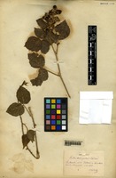 Filed as Rubus triangularis Holuby [family ROSACEAE]