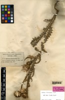 Isotype of Carduus nigrescens Vill. subsp. assoi Willk. [family ASTERACEAE]