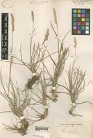 Type of Dactylis glomerata L. f. intermedia Pamp. [family GRAMINEAE]