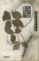 Type of Serjania grammatophora Radlk. [family SAPINDACEAE]