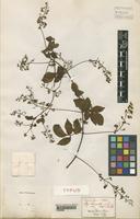 Type of Serjania corrugata Radlk. [family SAPINDACEAE]