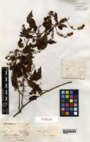 Type of Urvillea stipitata Radlk. [family SAPINDACEAE]
