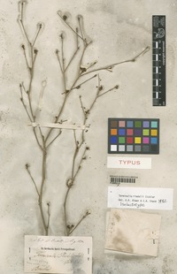 Isolectotype of Terminalia riedelii Eichler [family COMBRETACEAE]