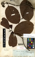 Holotype of Tabernaemontana macrophylla Poir. [family APOCYNACEAE]