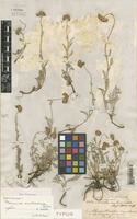 Type of Ptarmica ambrosiaca Boiss. & Heldr. [family COMPOSITAE]