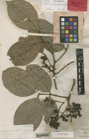 Holotype of Arytera brachyphylla Radlk. [family SAPINDACEAE]