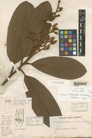 Isotype of Melanochyla beccariana Oliv. [family ANACARDIACEAE]