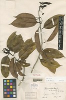 Type of Ilex venulosa Hook. f. var. nervulosa Loes. [family AQUIFOLIACEAE]