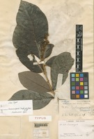 Isotype of Melanocommia borneensis Ridl. [family ANACARDIACEAE]