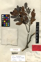 Syntype of Arytera arcuata Radlk. [family SAPINDACEAE]
