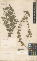 Type of Origanum pallidum Desf. [family LAMIACEAE]