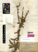 Isotype of Carduus nigrescens Vill. subsp. assoi Willk. [family ASTERACEAE]