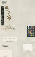 Isotype of Ceropegia abyssinica Decne [family ASCLEPIADACEAE]