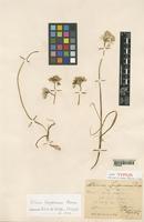 Holotype of Allium longanum Pamp. [family LILIACEAE]
