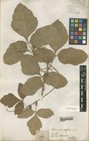 Type of Serjania grammatophora Radlk. [family SAPINDACEAE]