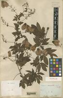 Type of Serjania corrugata Radlk. [family SAPINDACEAE]