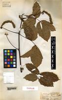 Type of Paullinia spicata Benth. [family SAPINDACEAE]