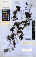 Type of Urvillea stipitata Radlk. [family SAPINDACEAE]