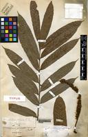 Type of Talisia pinnata (Ruiz & Pav.Radl) Radlk. [family SAPINDACEAE]
