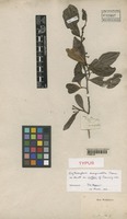 Isotype of Erythroxylum emarginatum Thonn. [family ERYTHROXYLACEAE]