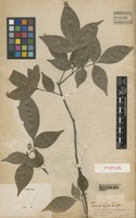 Type of Simaba cuspidata Spruce ex Engl. [family SIMAROUBACEAE]