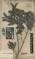 Type? of Cupaniopsis myrmoctona Radlk. [family SAPINDACEAE]