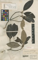 Type of Camptostemon aruense Becc. [family MALVACEAE]