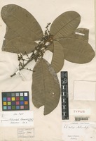 Isotype of Nothopegia borneensis Ridl. [family ANACARDIACEAE]