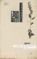 Isotype of Buddleja lindleyana Fortune [family BUDDLEJACEAE]