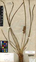 Type of Lomandra longifolia Labill. [family LOMANDRACEAE]