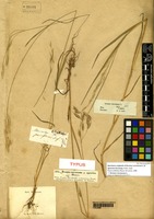 Original material of Bromus racemosus L. var. agrarius Horng. [family POACEAE]