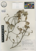 Isotype of Gesneria haitiensis L.E.Skog [family GESNERIACEAE]