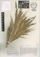 Isotype of Chusquea subulata L.G.Clark [family POACEAE]