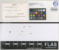 Isotype of Bartramia grandis Hampe [family BARTRAMIACEAE]