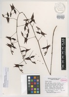 Paratype of Gongora ilense Whitten & Jenny [family ORCHIDACEAE]